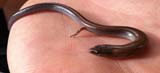 Two-toed Earless Skink