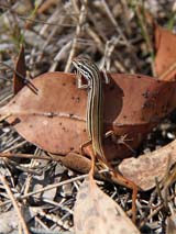 Striped Skink