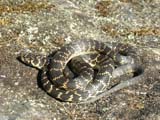 Broad-headed Snake