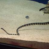 Black-headed sea snake