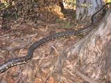 Southwestern Carpet Python