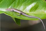 Metallic Skink