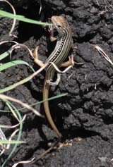 Eastern Striped Skink