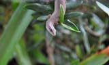 Weasel Skink