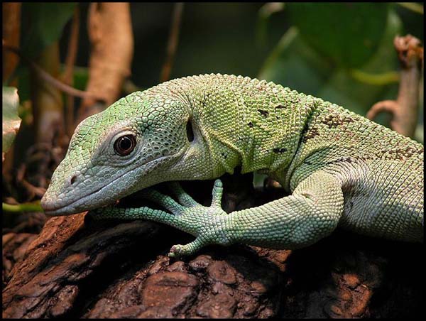 Emerald Tree Monitor | Varanus prasinus photo