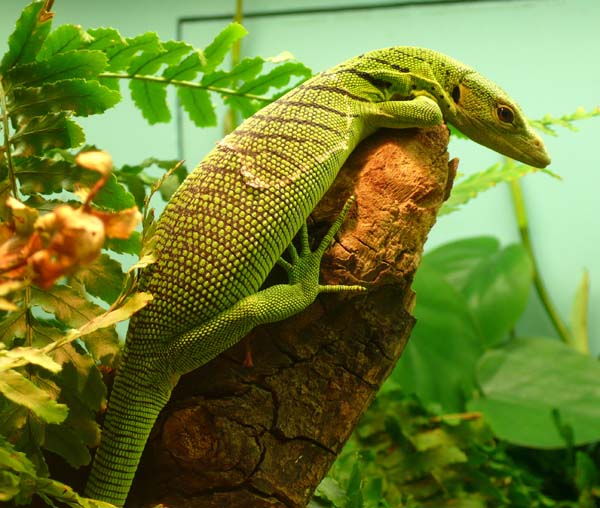 Emerald Tree Monitor | Varanus prasinus photo