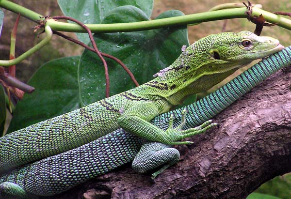 Emerald Tree Monitor | Varanus prasinus photo