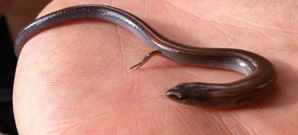 Two-toed Earless Skink | Hemiergis quadrilineata photo