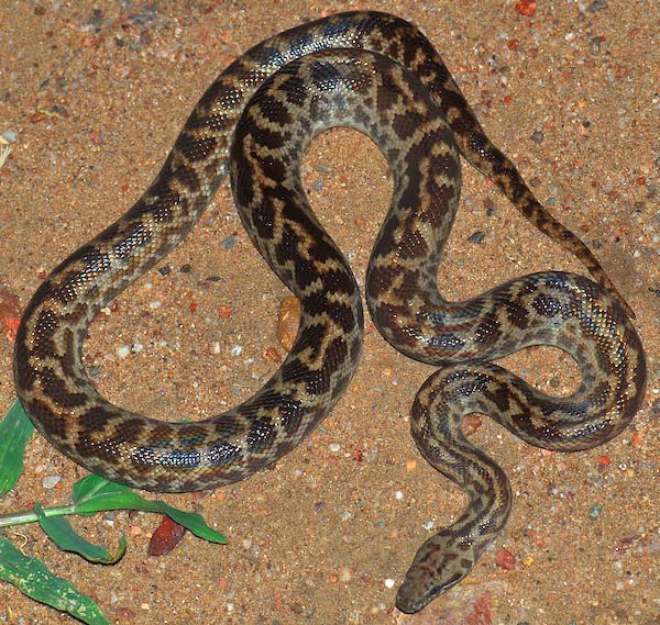 Spotted Python | Antaresia maculosa photo