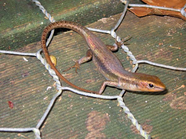 Red-Throated Rainbow-Skink | Carlia rubrigularis photo