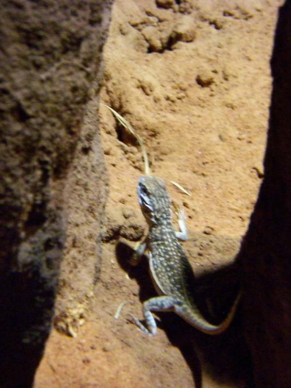 Central Netted Dragon | Ctenophorus nuchalis photo