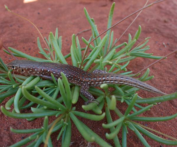 Leopard Ctenotus | Ctenotus pantherinus photo