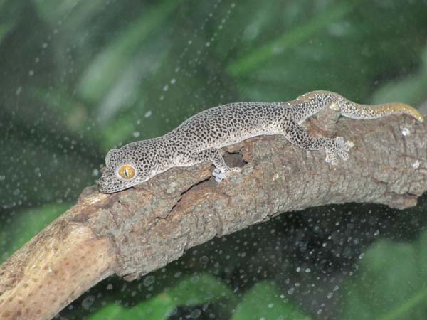 Golden-tailed Gecko | Diplodactylus taenicauda photo