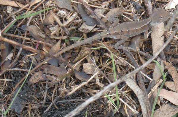 Tommy Roundhead Dragon | Diporiphora australis photo