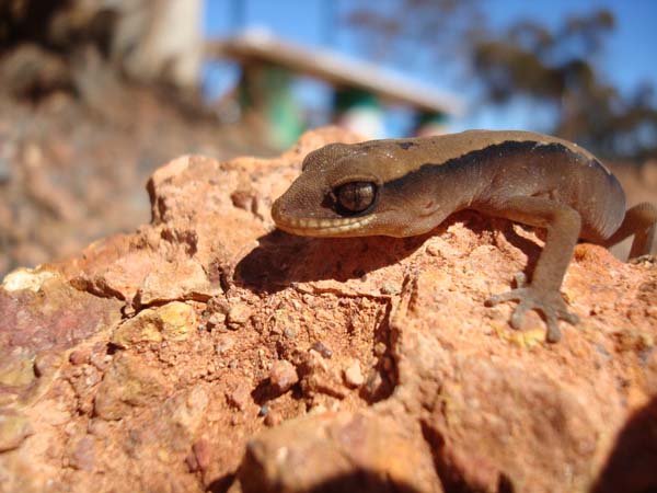 Clawless Gecko | Crenadactylus ocellatus photo