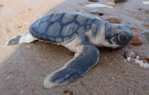 Flatback Turtle | Natator depressus photo