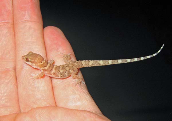 Prickly Gecko | Heteronotia binoei photo