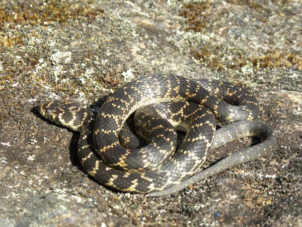 Broad-headed Snake | Hoplocephalus bungaroides photo