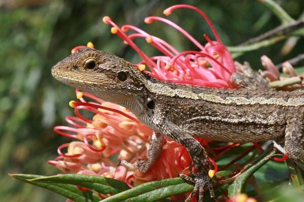 Jacky Lizard | Amphibolurus muricatus photo