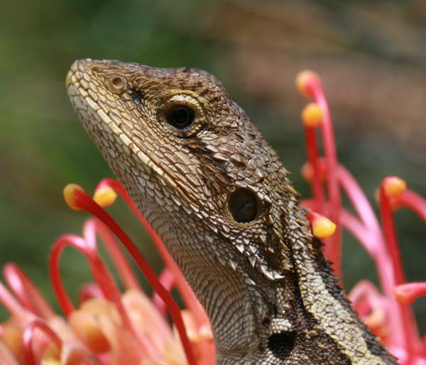 Jacky Lizard | Amphibolurus muricatus photo