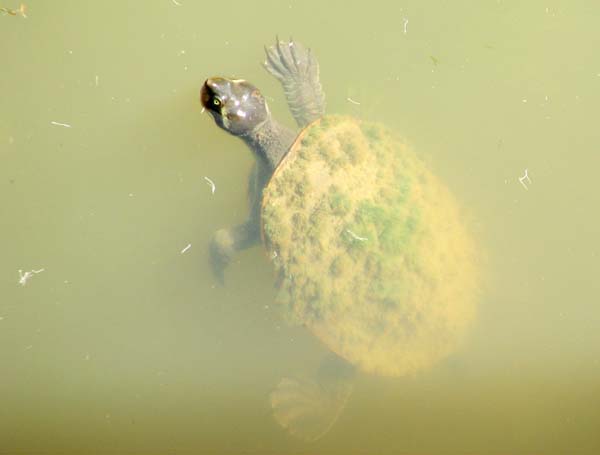 Krefft's River Turtle | Emydura krefftii photo