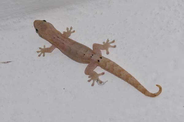 Mourning Gecko | Lepidodactylus lugubris photo