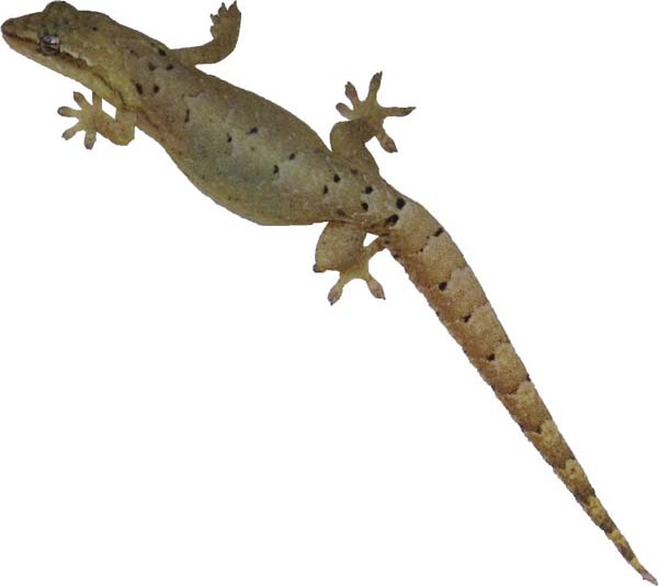 Mourning Gecko | Lepidodactylus lugubris photo