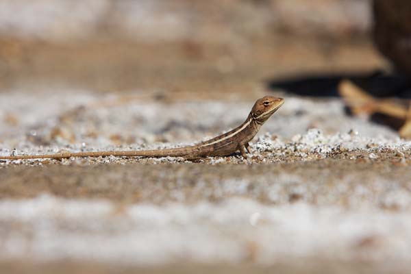 Gilbert's Dragon | Lophognathus gilberti photo