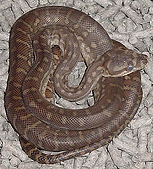 Centralian Carpet Python | Morelia bredli photo