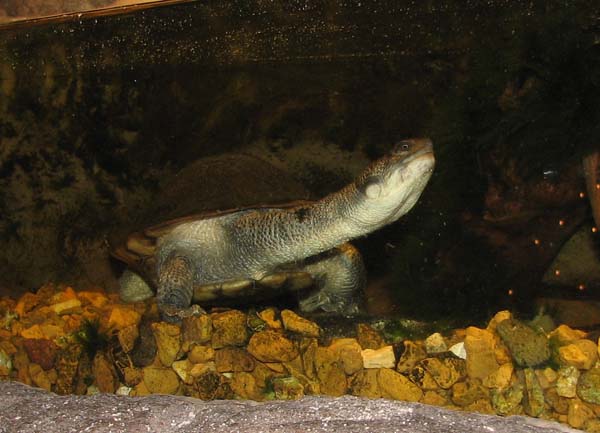 New Guinea Snake-necked Turtle | Chelodina novaeguineae photo