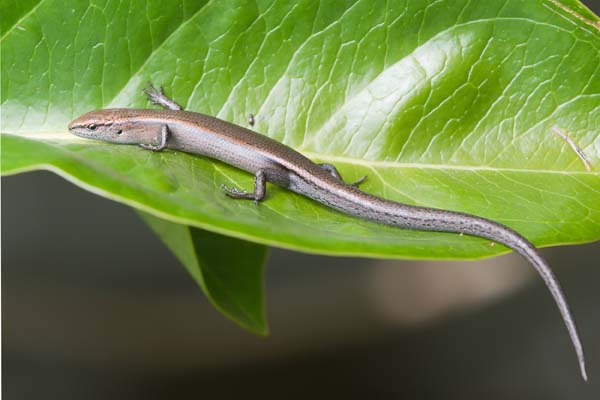 Metallic Skink | Niveoscincus metallicus photo