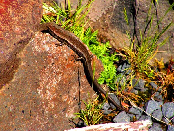 Metallic Skink | Niveoscincus metallicus photo