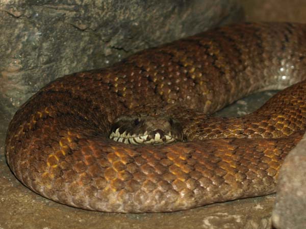 Northern Death Adder | Acanthophis praelongus photo