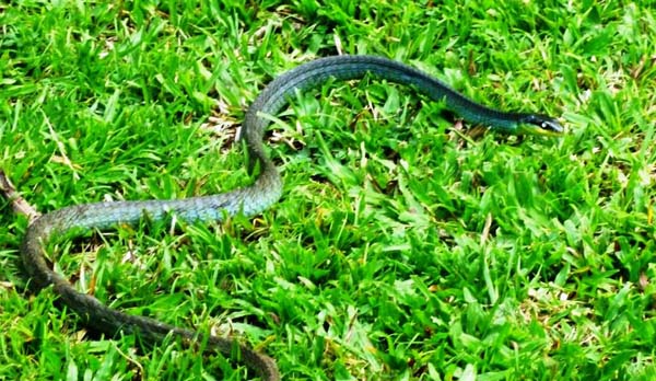 Northern Tree Snake | Dendrelaphis calligastra photo