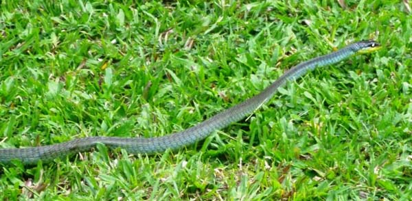 Northern Tree Snake | Dendrelaphis calligastra photo