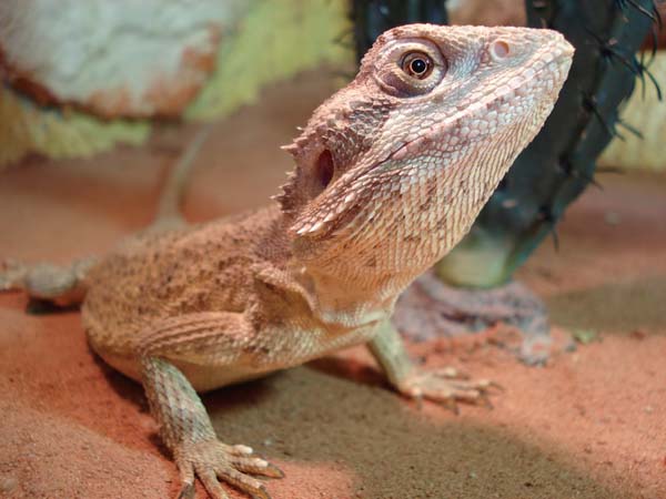 Mitchell's Dragon | Pogona mitchelli photo