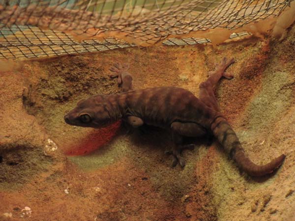 Giant Cave Gecko | Pseudothecadactylus lindneri photo