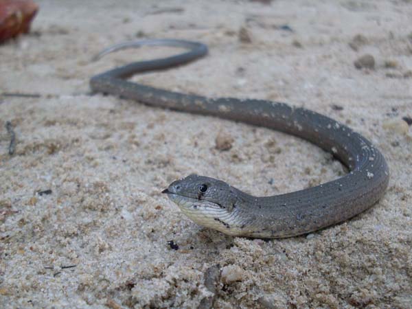 Common Scaly Foot | Pygopus lepidopodus photo