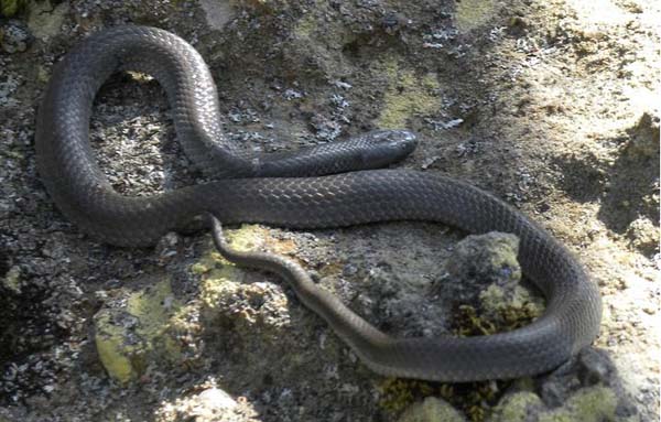 Eastern Small-eyed Snake | Rhinoplocephalus nigrescens photo