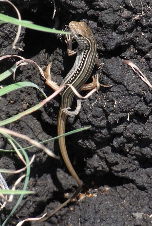 Eastern Striped Skink | Ctenotus robustus photo