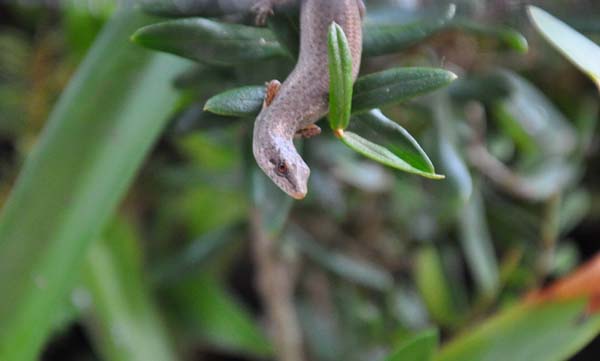 Weasel Skink | Saproscincus mustelinus photo