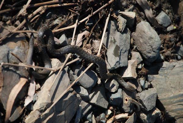 Keelback Snake | Tropidonophis mairii photo