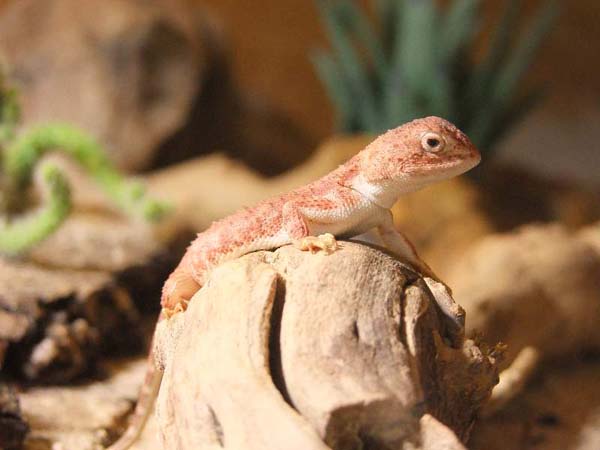 Earless Dragon | Tympanocryptis tetraporophora photo