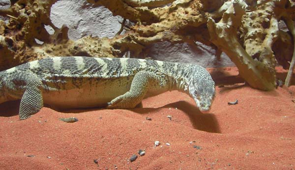 Spencer's Monitor | Varanus spenceri photo