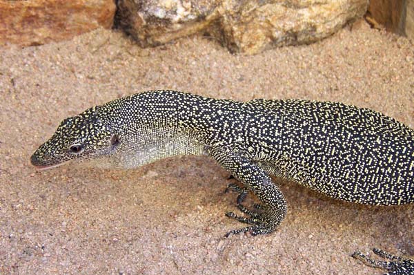 Mangrove Monitor | Varanus indicus photo