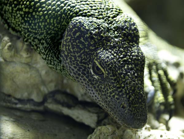 Mangrove Monitor | Varanus indicus photo