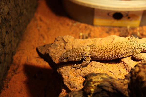 Pygmy Rock Monitor | Varanus kingorum photo