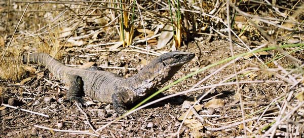 Heath Monitor | Varanus rosenbergii photo