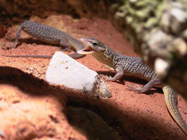 Storr's Monitor | Varanus storri photo