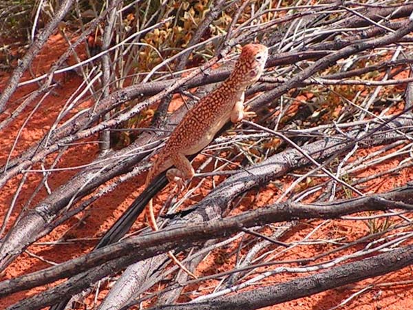 Western Netted Dragon | Ctenophorus reticulatus photo